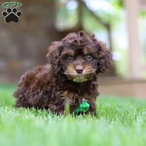 Theodore, Cockapoo Puppy